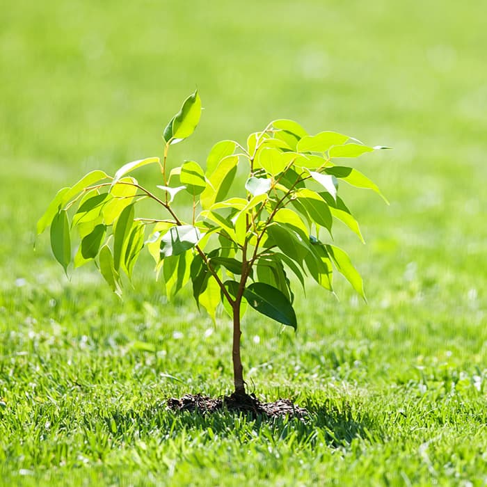 Lawn Maintenance Background