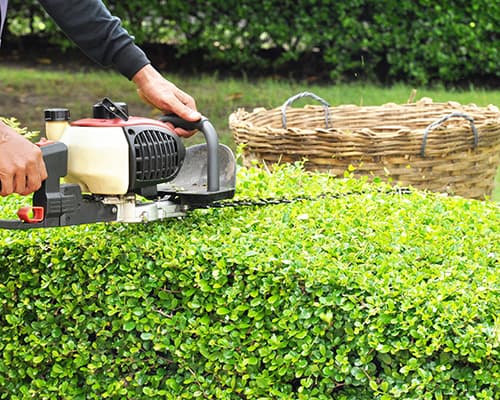 Hedge Trimming